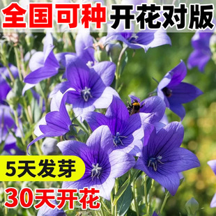 桔梗花种籽中药材桔梗种子四季种庭院阳台盆栽花卉种子可药用食用