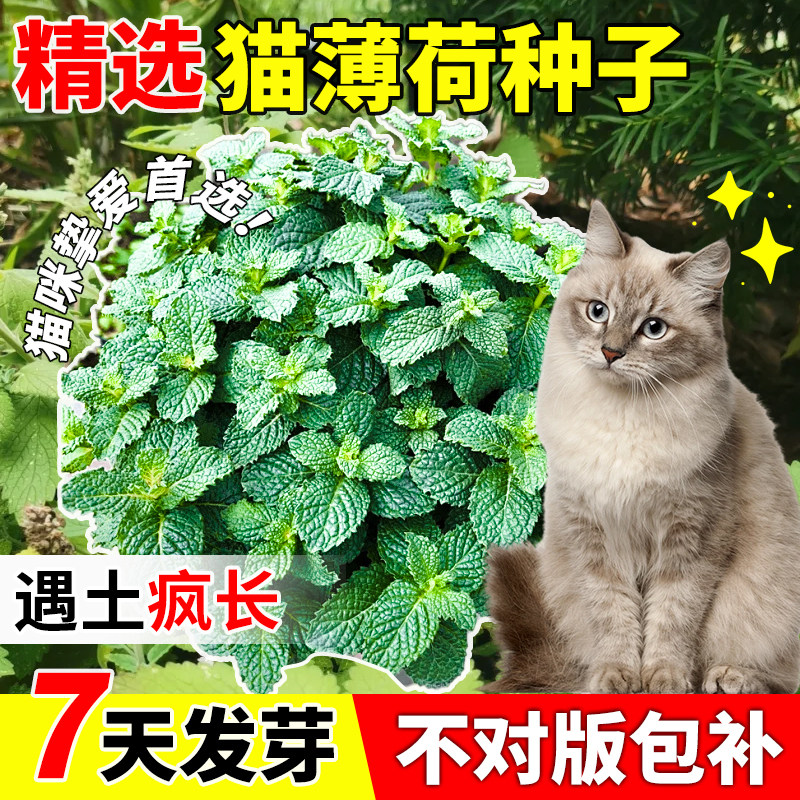 猫薄荷种子可食用薄荷种籽驱蚊驱图片