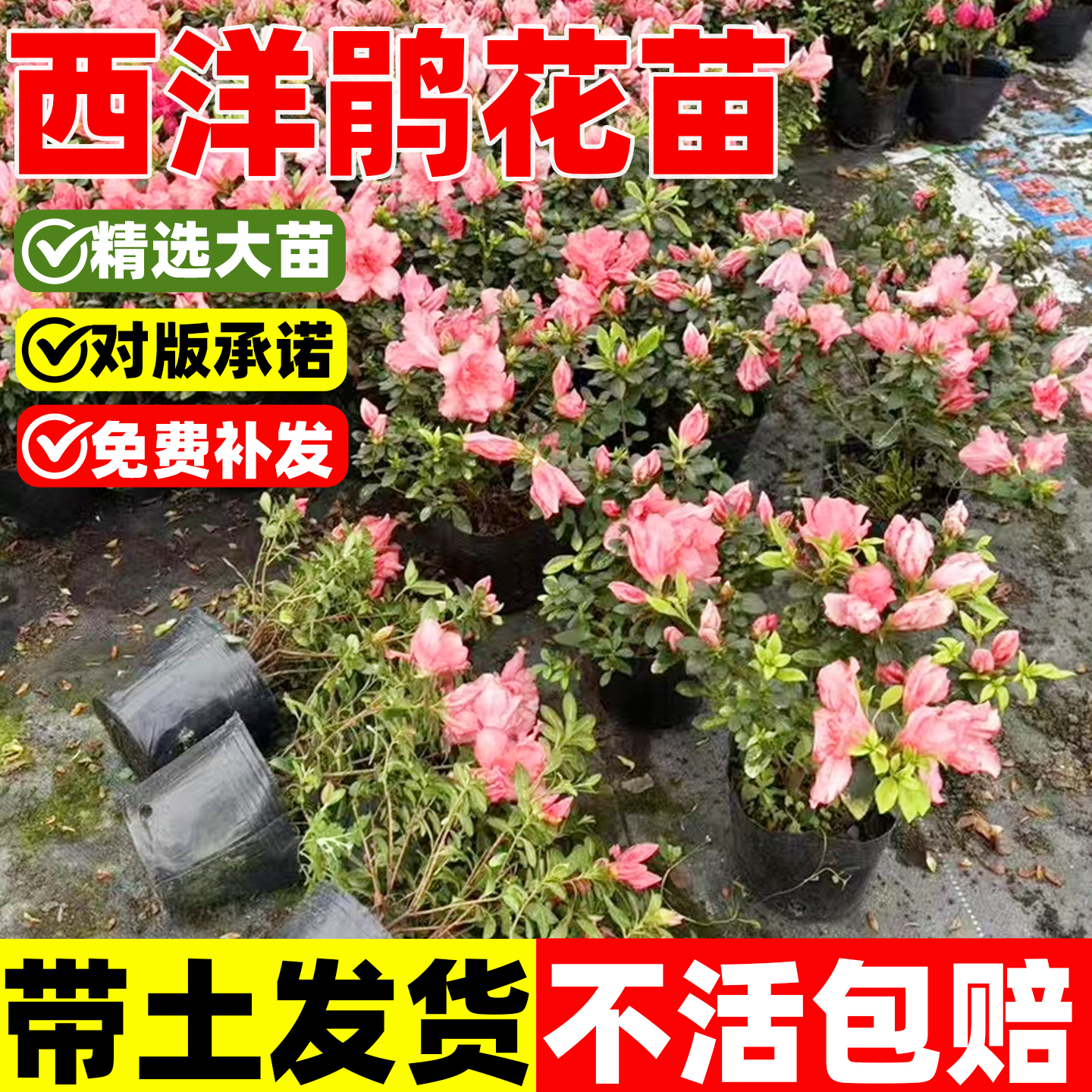 西洋杜鹃花苗盆栽室内外庭院阳台观赏花镜植物工程园林道路绿化苗