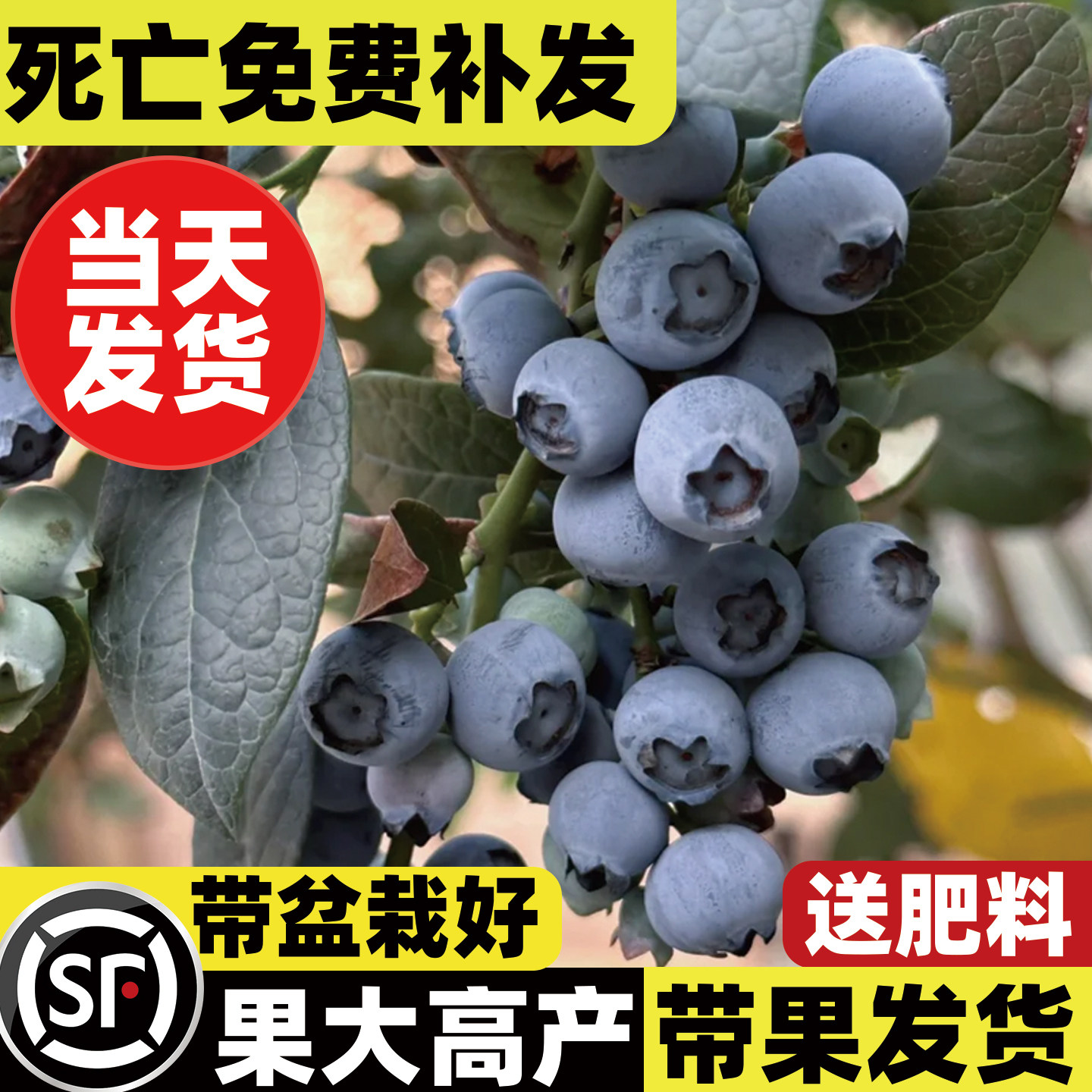 蓝莓树果苗盆栽蓝莓树苗带大果草莓室内耐寒北方车厘子四季结果,鲜花速递/花卉仿真/绿植园艺,果树,淘宝优惠券,粉丝福利购,淘宝优惠卷