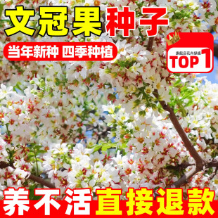 文冠果种子绿化植物林木种子精选新采树籽食用野生散装观花风景树