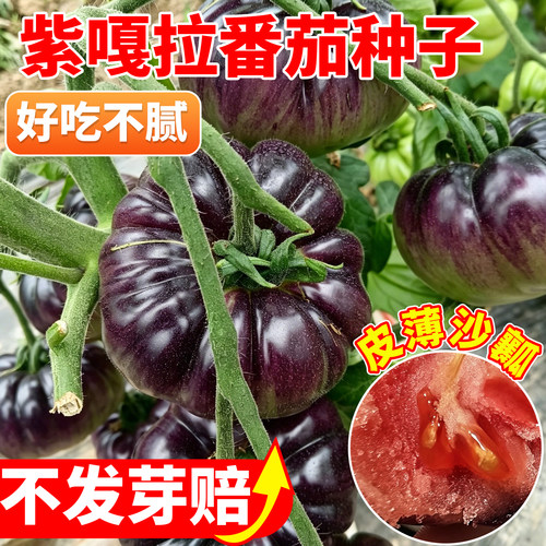 紫嘎拉水果番茄种子紫番茄西红柿