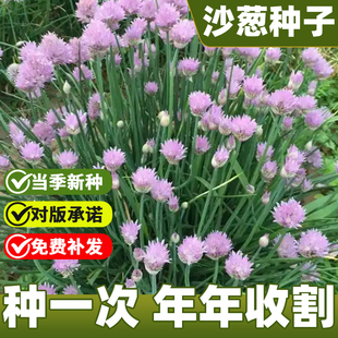 四季播种耐寒沙葱种子沙葱籽蔬菜种子正宗内蒙古野生胡葱沙葱蔬菜