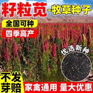 美国籽粒苋种子优质高蛋白牧草籽千穗谷鸡鸭鹅家禽喜食进口苋菜孑