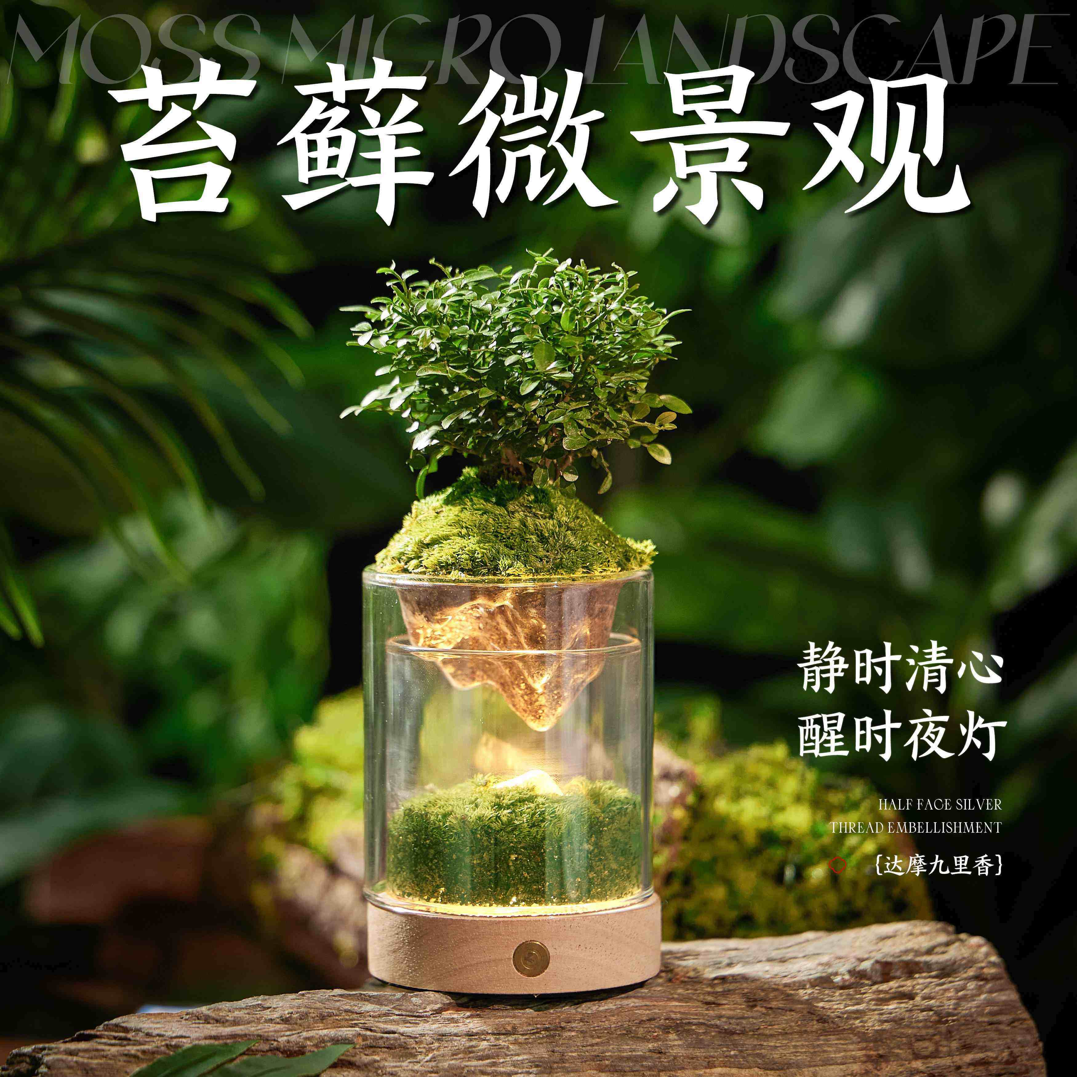 达摩九里香苔藓微景观生态