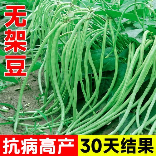 无架长豆角苗矮生不搭架摘不败
