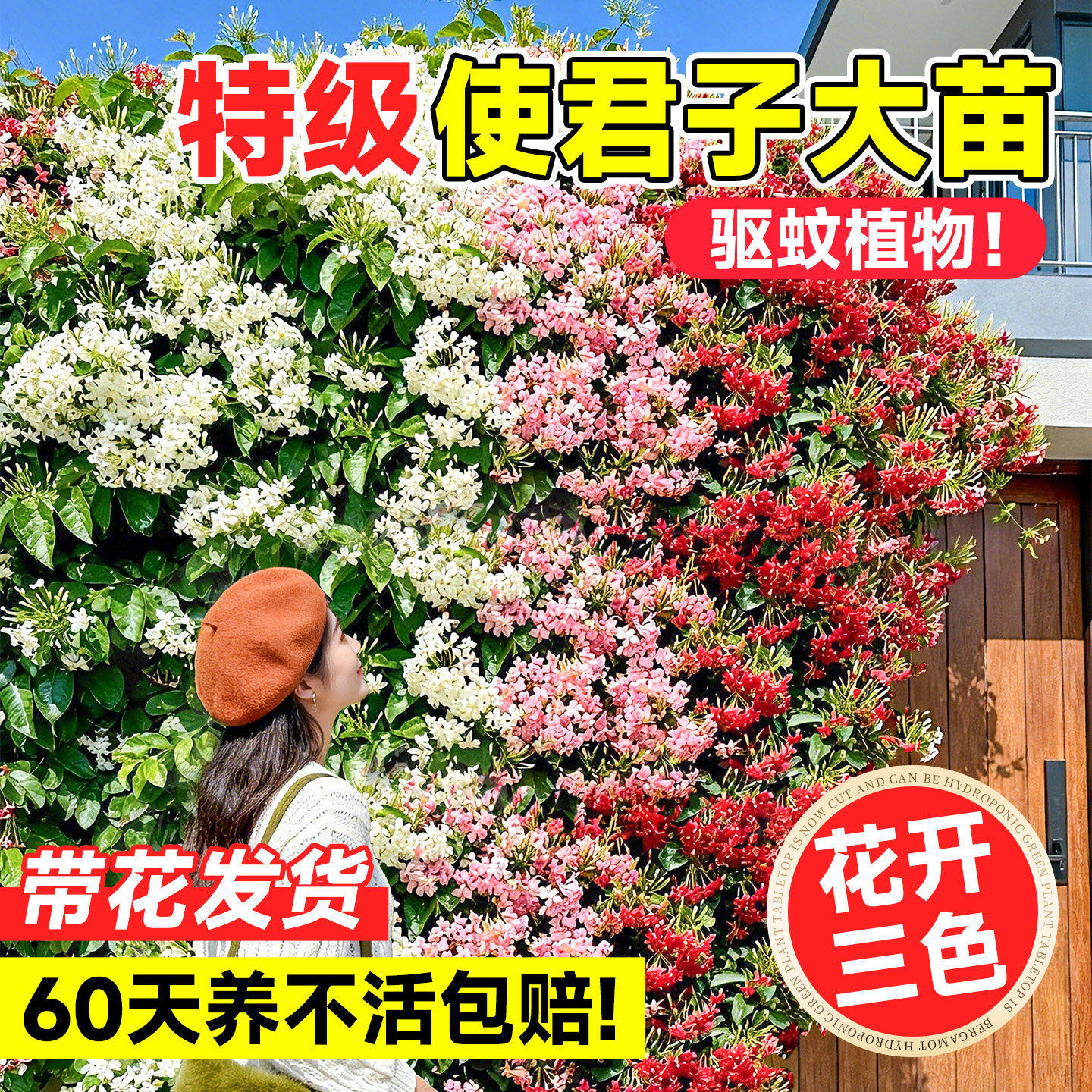 使君子爬藤植物花苗带花苞庭院