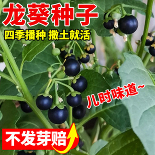 龙葵种籽东北黑天天籽紫黑黝黝悠悠龙葵果种四季播种阳台盆栽水果