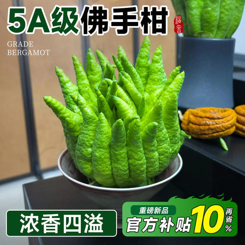 佛手柑鲜果办公室内植物盆栽四季
