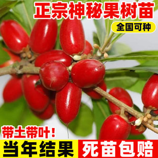 神秘果果树云南神秘果鲜果变味果树果苗四季阳台庭院带土盆栽地栽