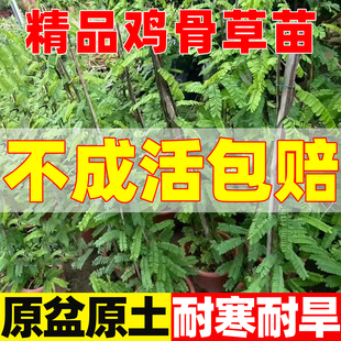 广西鸡骨草相思子草本中草药材正宗鸡骨草苗带土发货绿植盆栽药材