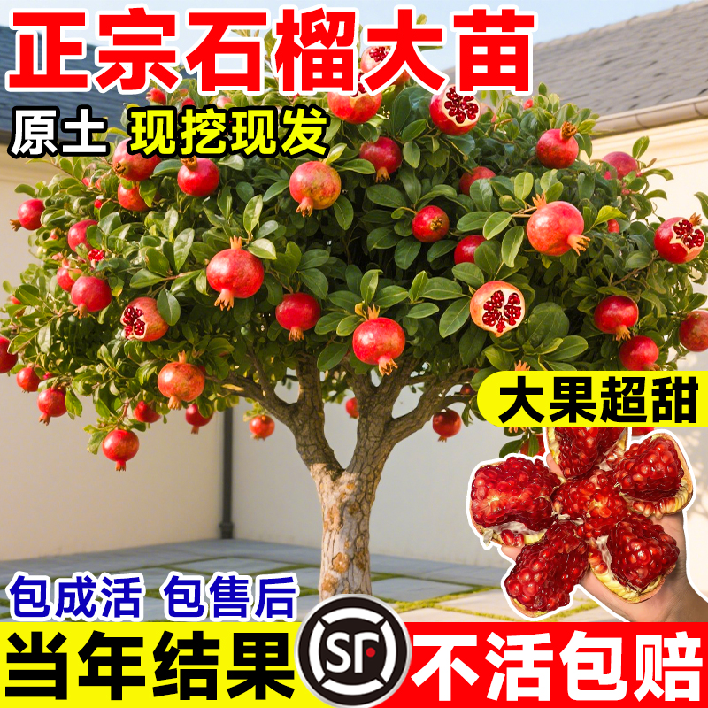 正宗石榴大苗大果突尼斯软籽石榴树四季好养盆栽庭院地栽无籽果树