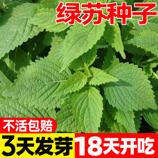 绿苏种子双面盆栽大叶食用紫苏种籽阳台庭院盆栽四季种植蔬菜种苗