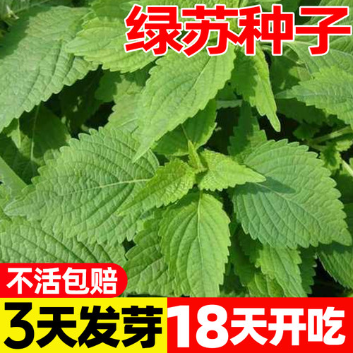 绿苏种子双面盆栽大叶食用紫苏籽