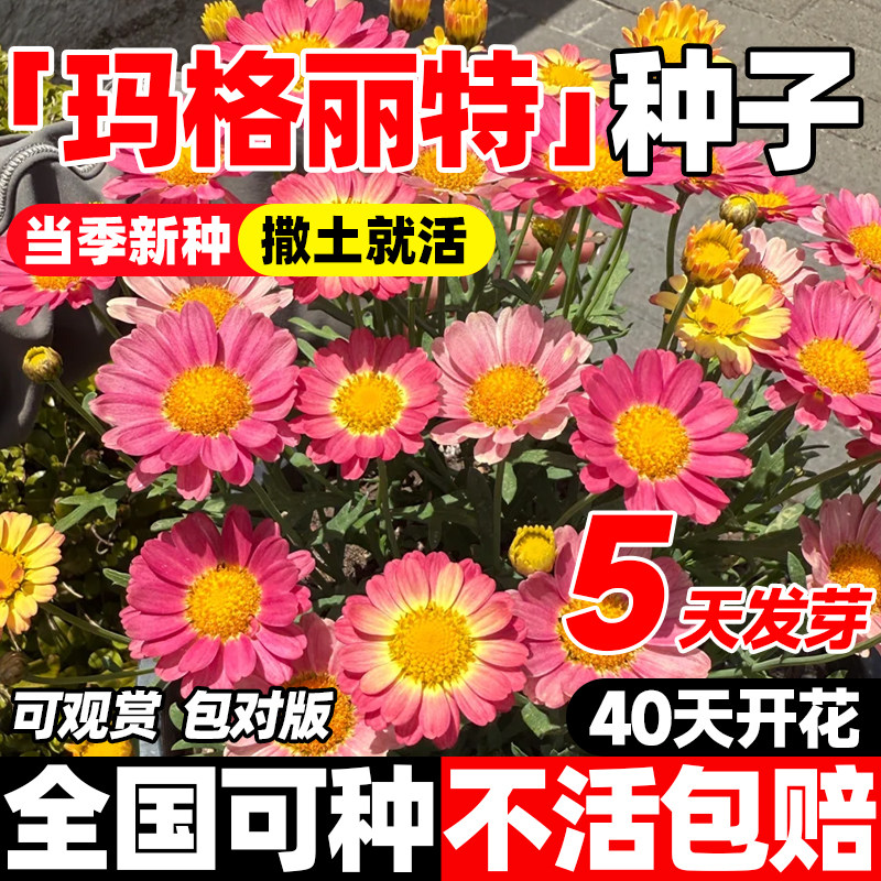 玛格丽特花种子庭院阳台室内花草四季播种多年生易活糖果菊花种籽