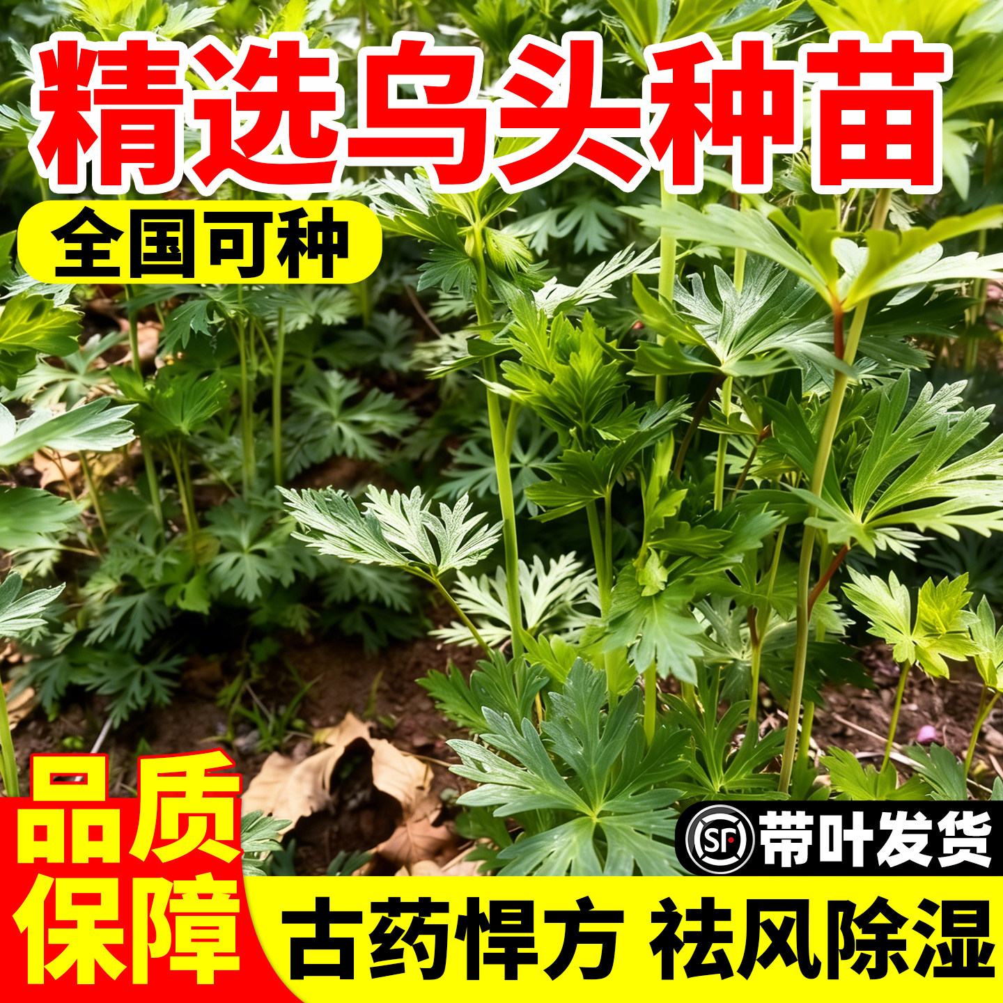 现挖乌头种苗盆栽植物大黄草中草药苗庭院盆栽地栽观赏新奇花卉