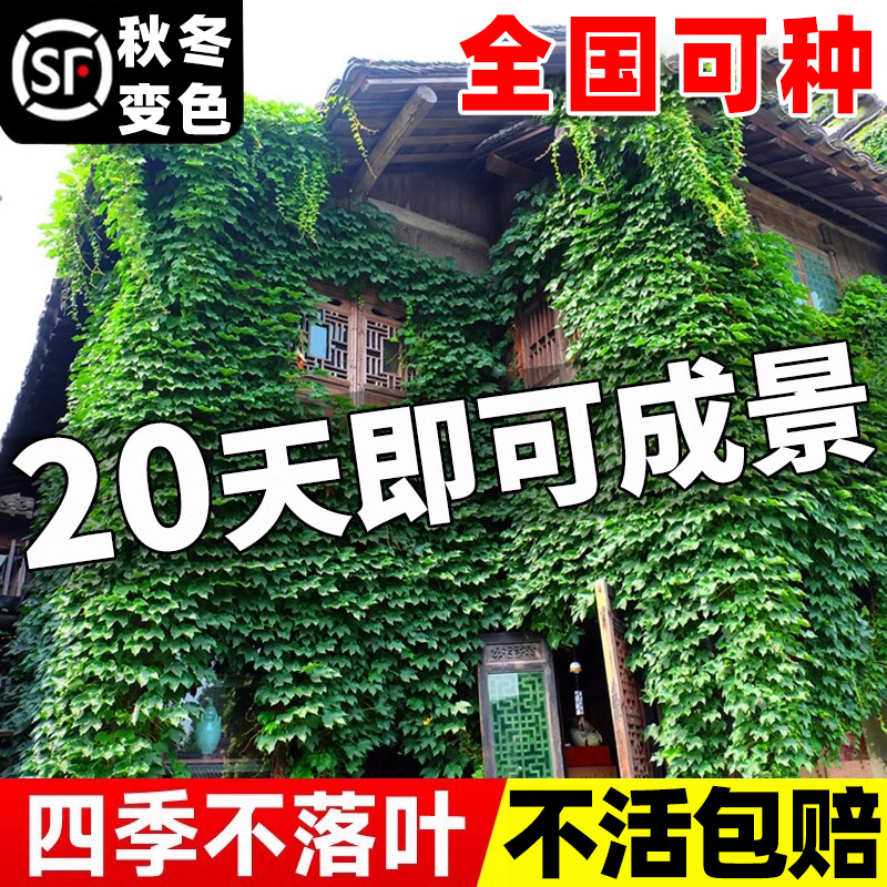 爬山虎爬藤植物不落叶常绿四季树