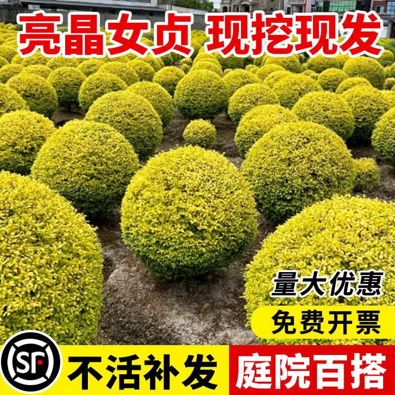 亮晶女贞球多分支植物地景花园