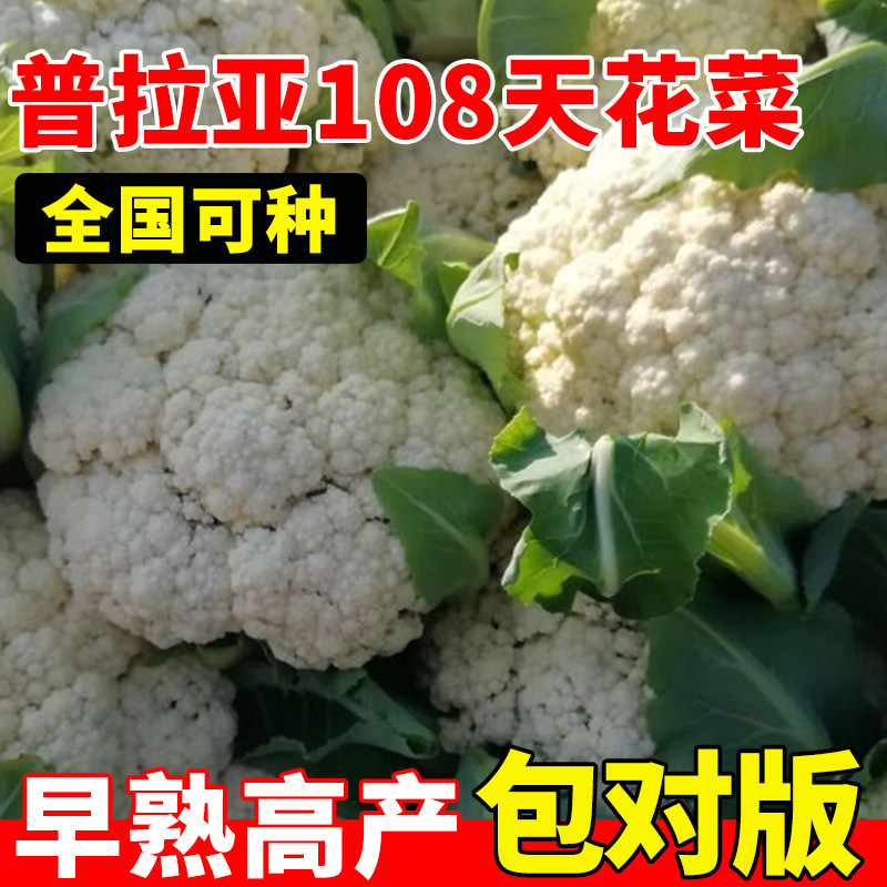 普拉亚108天花菜种子抗病高产早