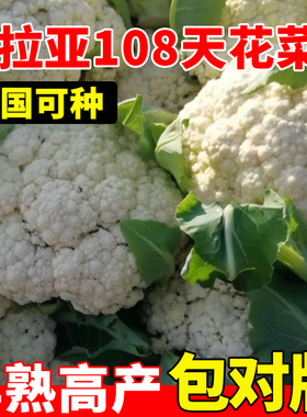 普拉亚108天花菜种子抗病高产早熟花椰菜西兰花种籽阳台盆栽蔬菜