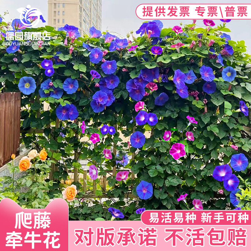 牵牛花种孑喇叭花室外爬墙爬藤花卉四季播种开花盆栽易活花种籽子
