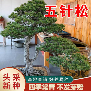 五针松树种子罗汉白皮马尾松黑松印度大阪金钱松华山雪松树籽种子