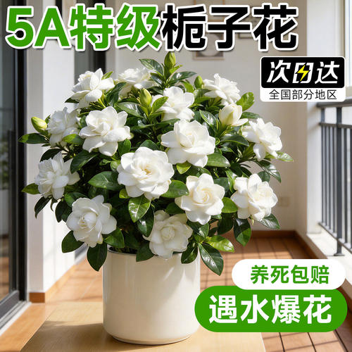 栀子花盆栽四季开花卉带花苞