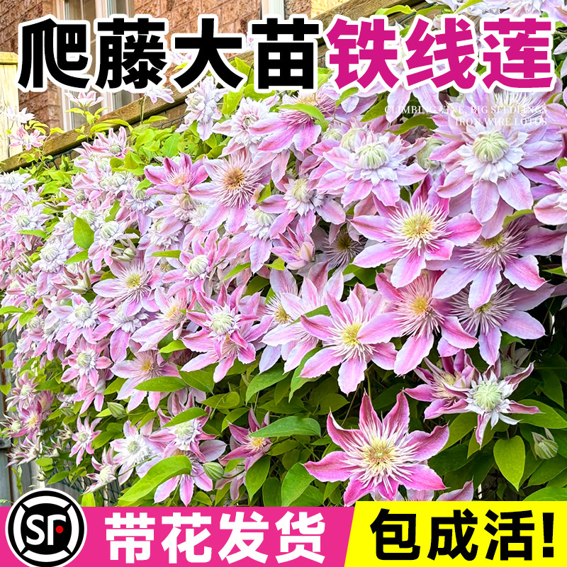 约瑟芬铁线莲苗爬藤植物花卉绿植