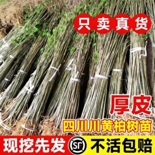 黄柏树苗川黄柏黄檗树苗南北方种植中药材剥皮卖造林绿化经济林苗