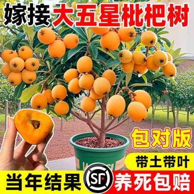 精品大五星枇杷树果苗大果无核