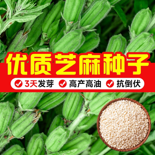 黑芝麻种子可榨油高产白芝麻种籽