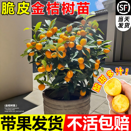 脆皮金桔树盆栽带果苗土球