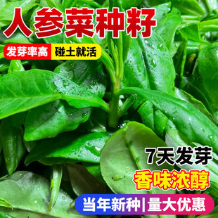 人参菜种子特色野菜土人参种籽阳台庭院盆栽易成活蔬菜种孑大全苗