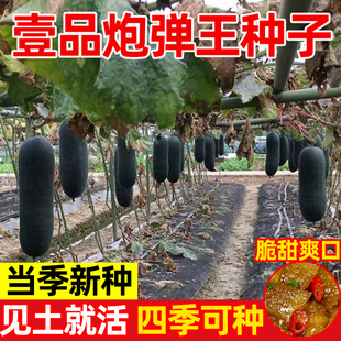 壹品炮弹王冬瓜种子巨型黑皮青皮大冬瓜种籽四季早熟抗病高产蔬菜