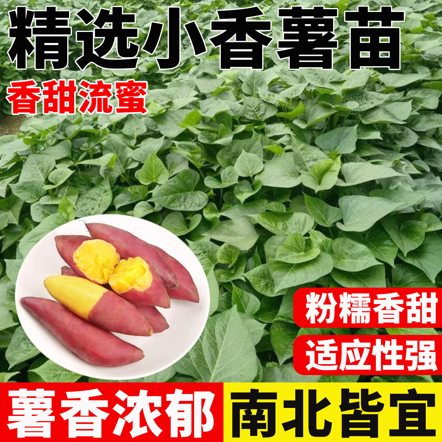 正宗天目小香薯苗心香品种红薯苗红薯秧苗板栗红薯苗黄心小蜜薯苗