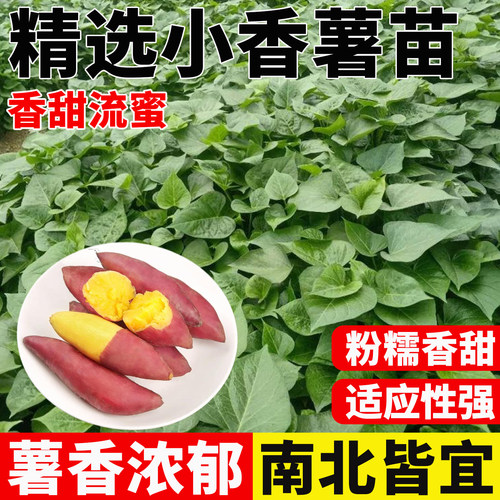 正宗天目小香薯苗心香品种红薯苗
