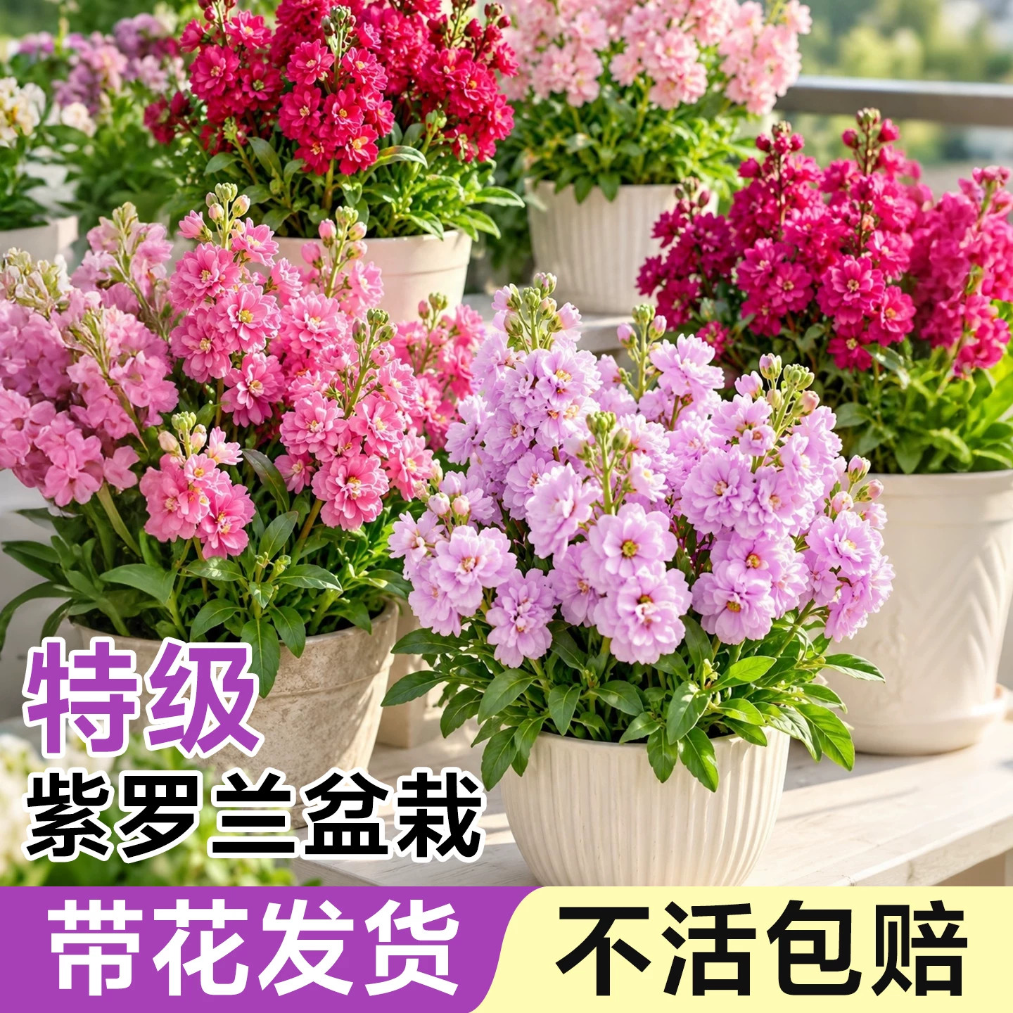 紫罗兰盆栽带花花苗耐寒花卉绿植耐冻室内外阳台庭院四季好养植物