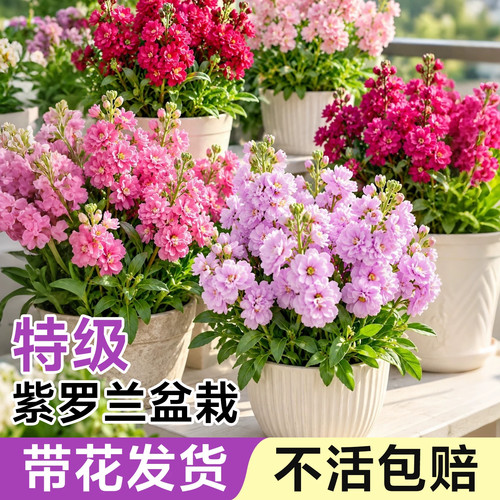 耐寒花卉绿植耐冻室内外阳台庭院