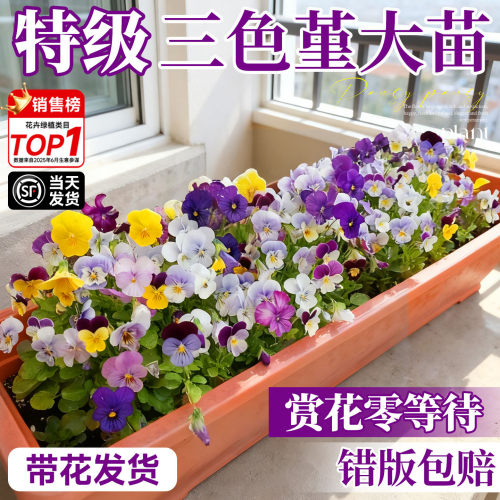 皱边角堇花苗盆栽带花发货三色
