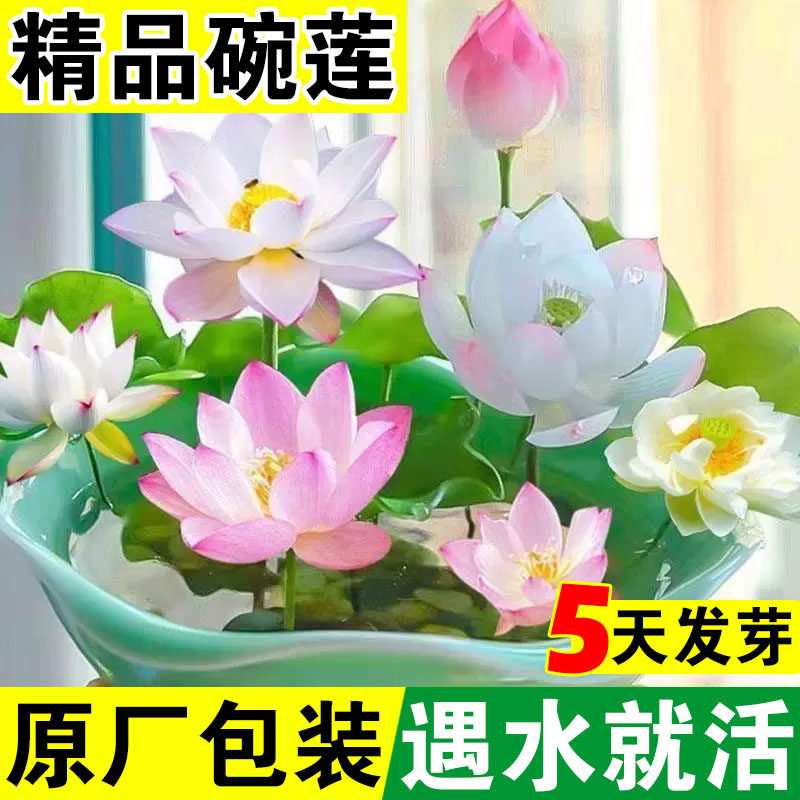 水培碗莲种籽孑睡莲四季植物荷花开口七彩盆栽开花铜钱草草籽种子