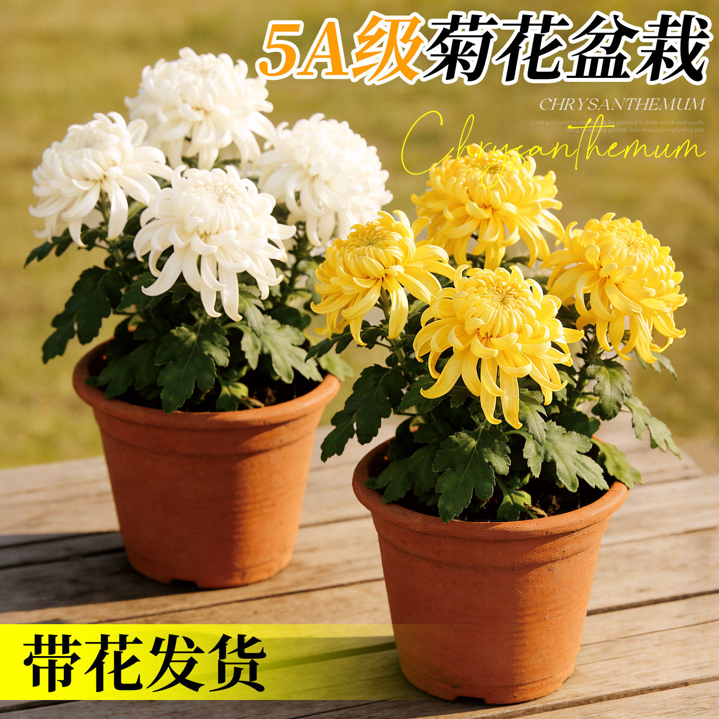 菊花盆栽清明花苗带花苞黄白菊花图片
