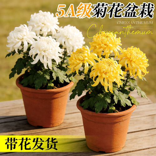 菊花盆栽清明花苗带花苞黄白菊花