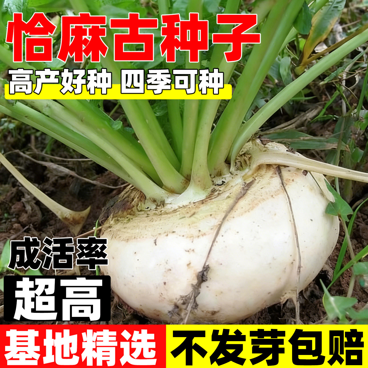 恰麻古种子布留克种籽恰麻古蔬菜种子圆蔓菁芜菁圆盘菜土苤蓝种子