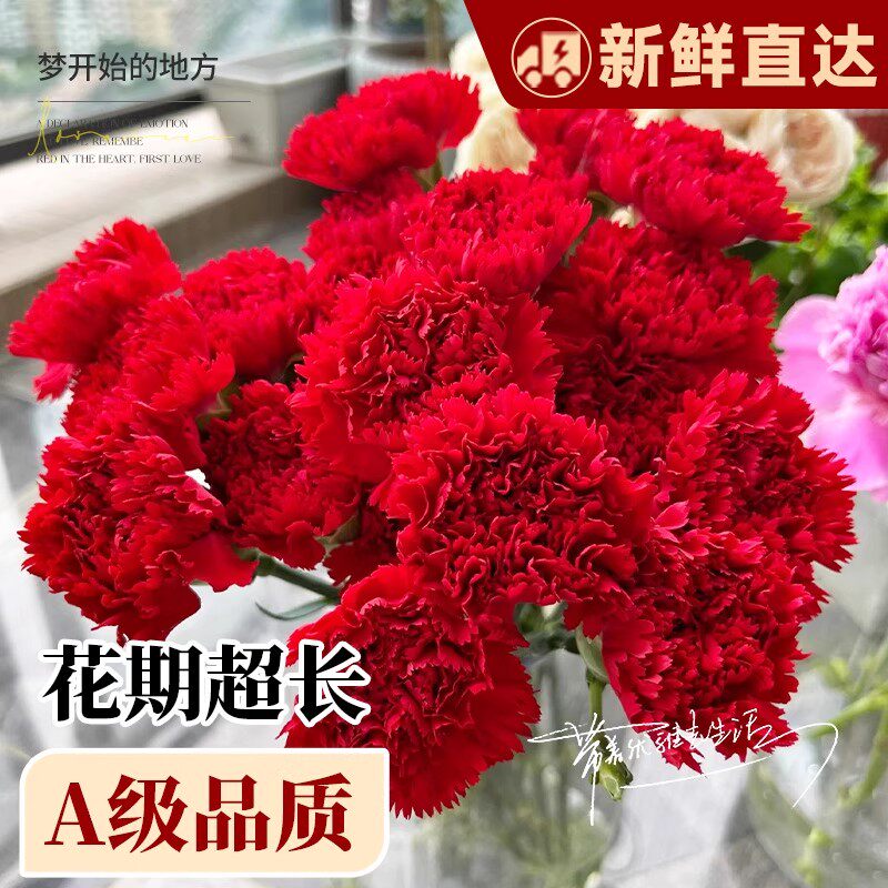 康乃馨鲜花顺丰次日达花束家用插