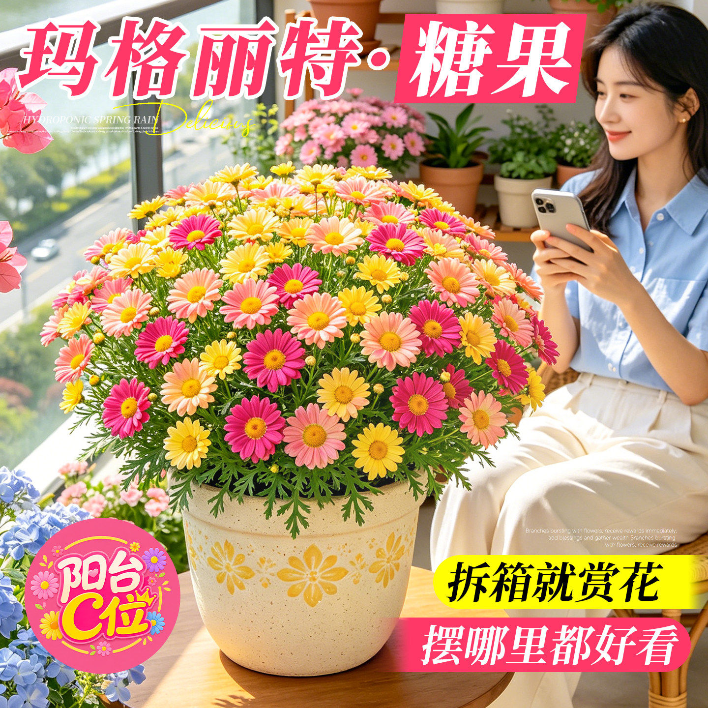 糖果玛格丽特带花盆栽室内阳台庭院小雏菊开花爆盆花卉四季好养活