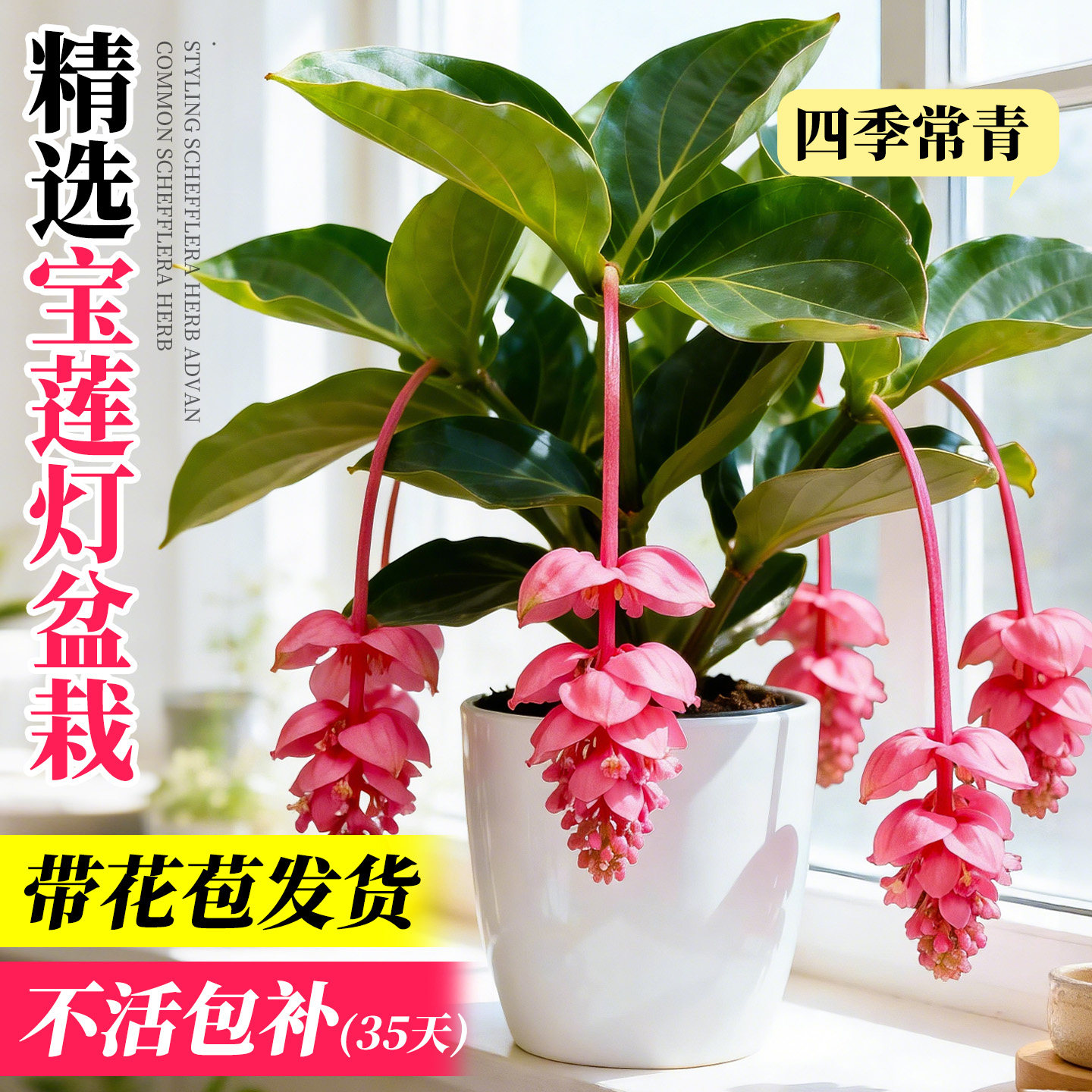 宝莲灯花苗带花苞盆栽花易养室内