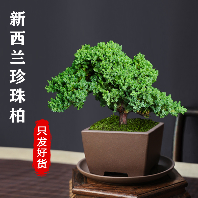 正宗新西兰珍珠柏盆栽矮霸老桩阳