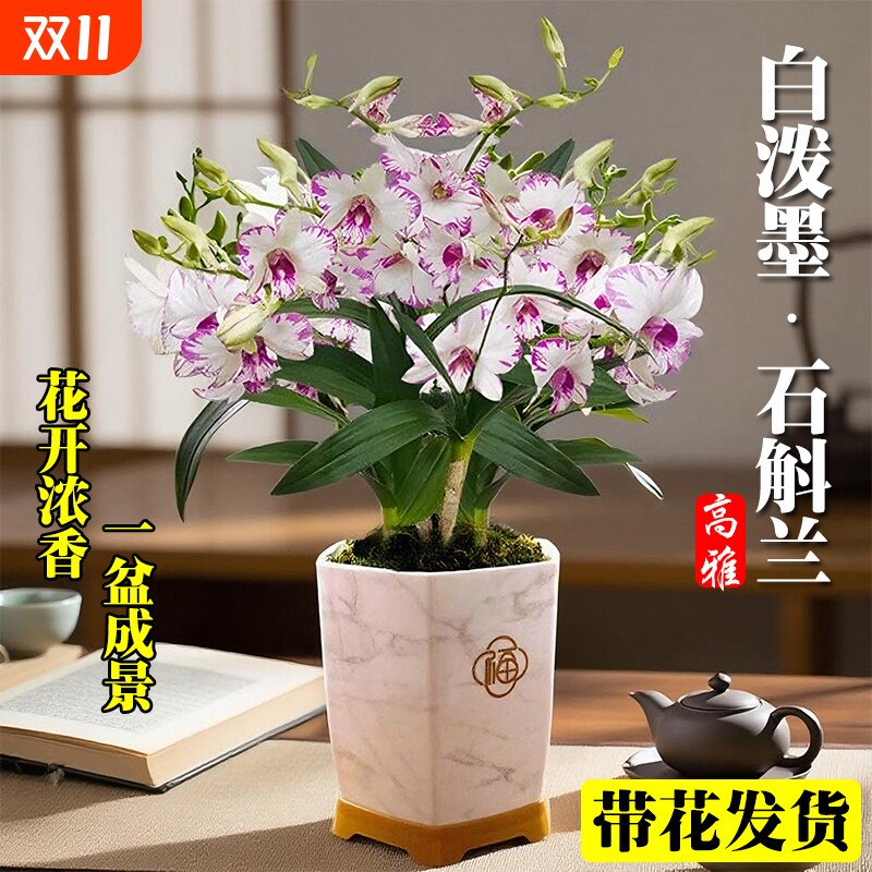 白泼墨秋石斛兰花苗带花苞室内好图片