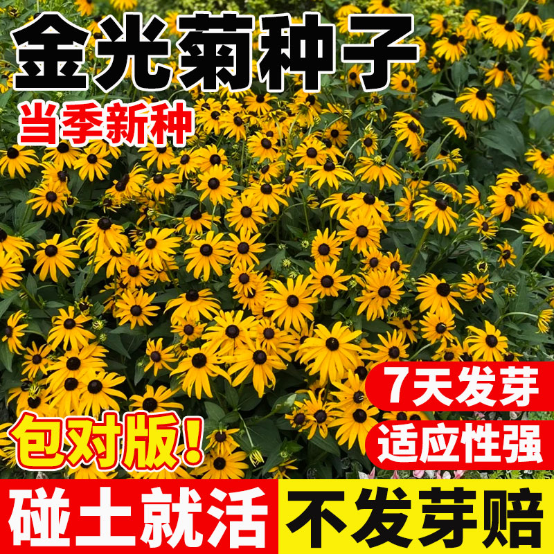 金光菊种子阳台庭院室外盆图片