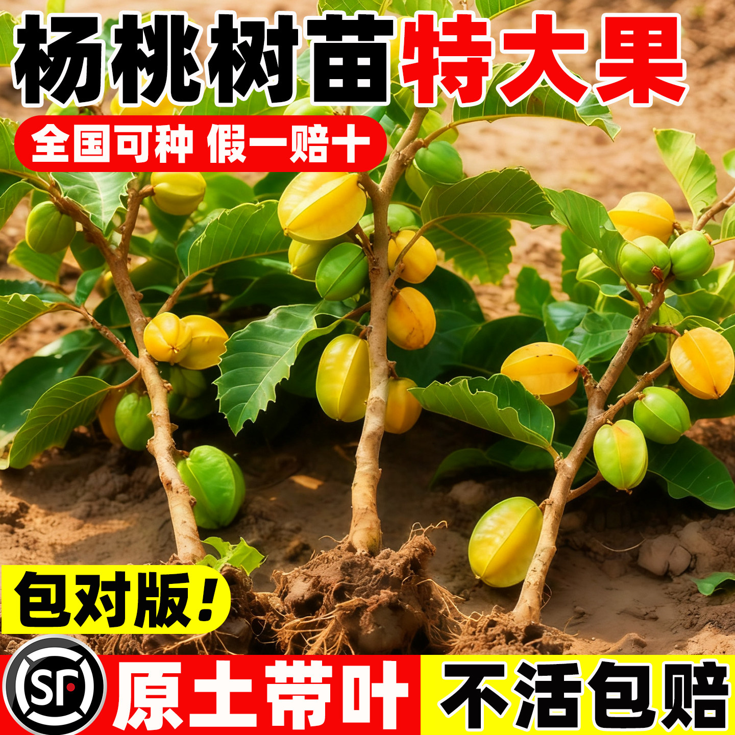 杨桃树苗纯甜嫁接特大果树苗台湾图片